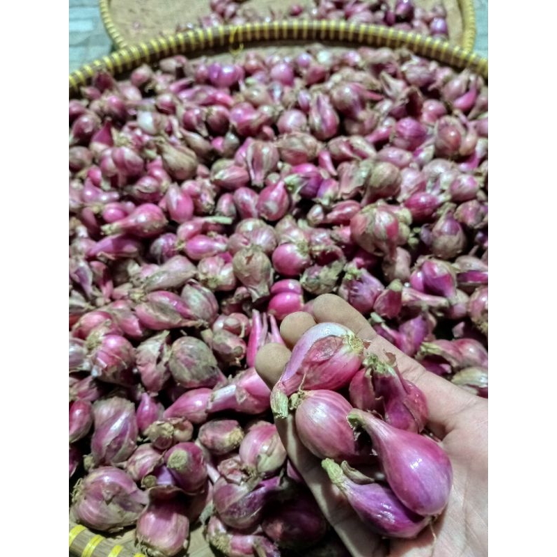 

Bawang Brebes Super Sedang 1 kg