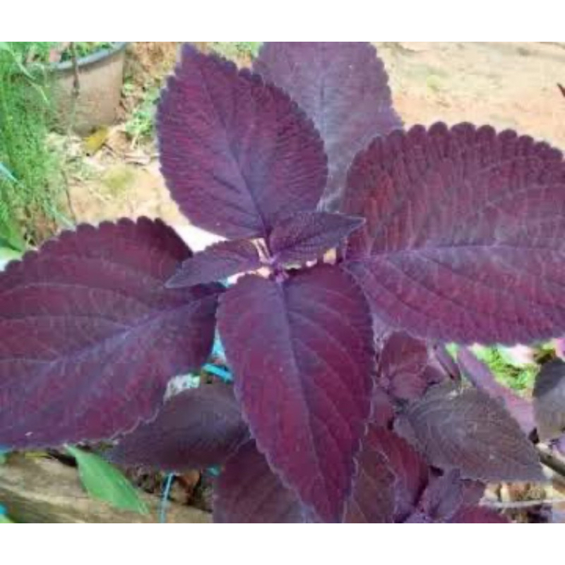 

Daun iler segar / daun jawer kotok segar 1 kg-az