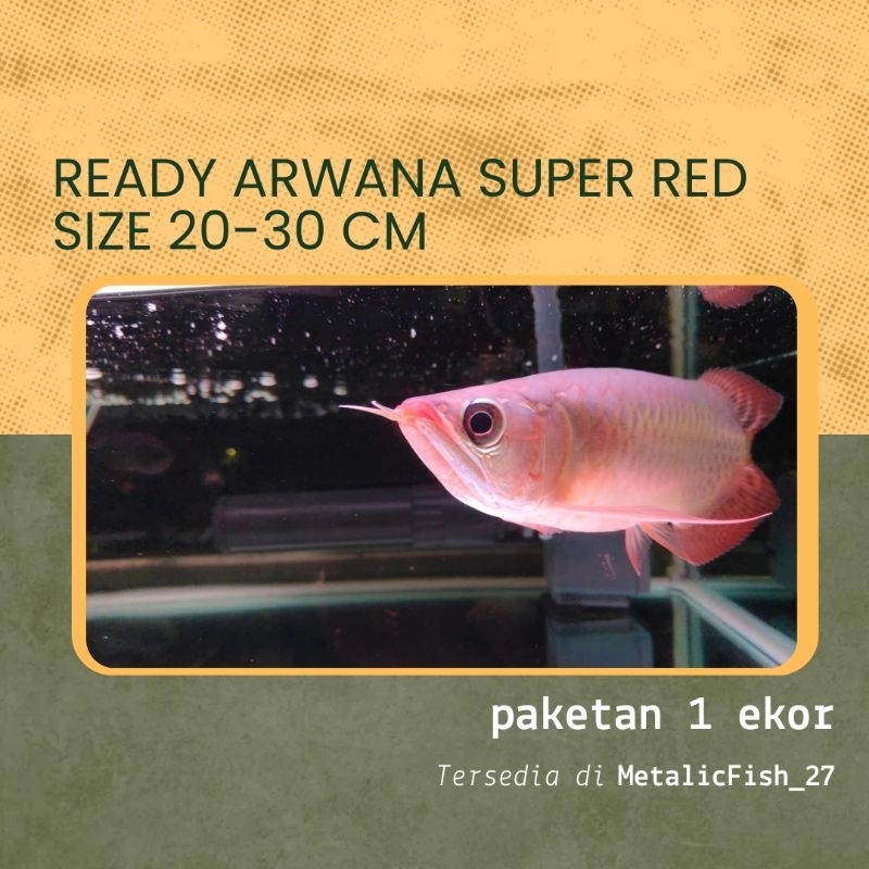 READY ARWANA SUPER RED ( Aksesoris Aquarium )