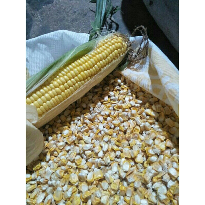 Bibit jagung manis unggul