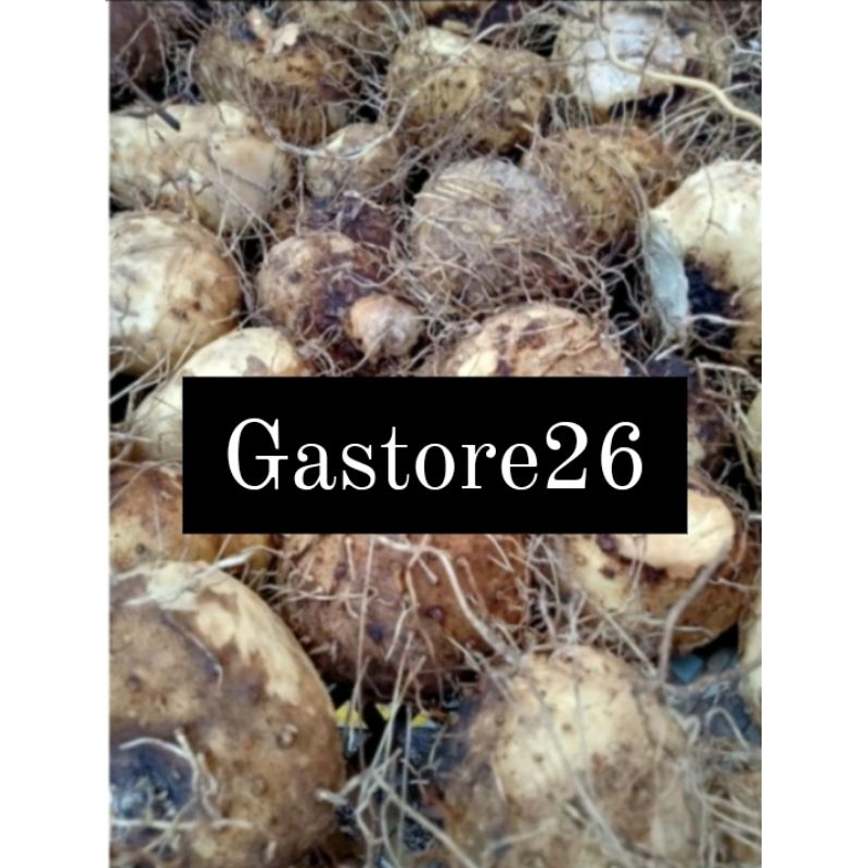 

Umbi gadung segar 1kg