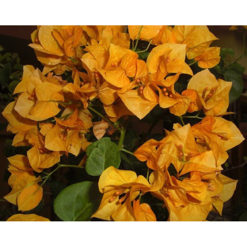 Bunga Kertas Bugenvil Ausi Gold Tanaman Hias Bonsai Bougenville -Tanaman Hidup- Bunga Hidup