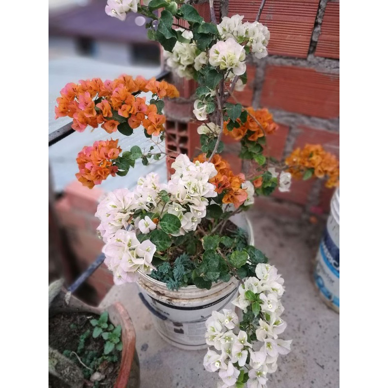 BUNGA BOUGENVILLE ICE RAINBOW - TANAMAN BUNGA KERTAS BUGENVIL // KEMBANG KERTAS HIDUP TANAMAN HIAS H