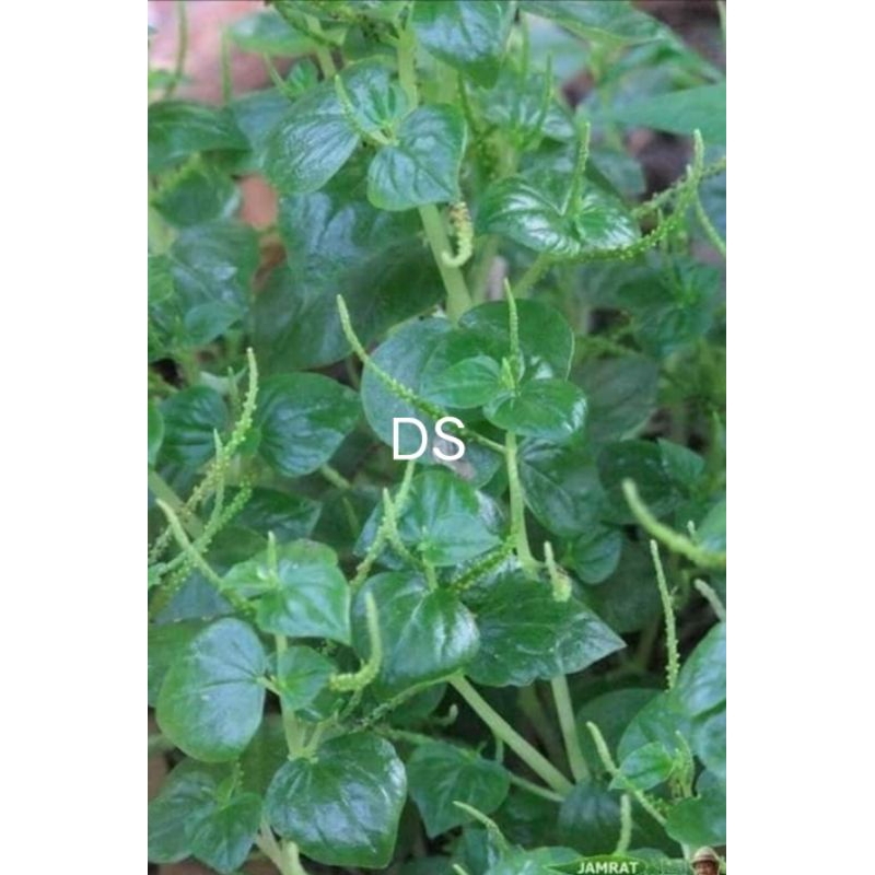 

sereh cina segar 250gr