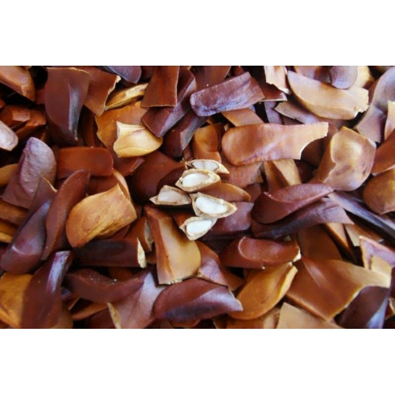 

biji mahoni kering 100 biji