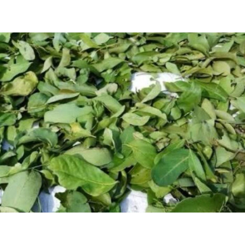

Benalu kelor segar petik langsung 250 gram-az