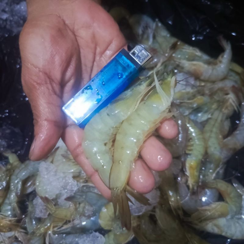

Udang Vaname 50-60 ekor 1 kg Udang Tambak Udang vaname