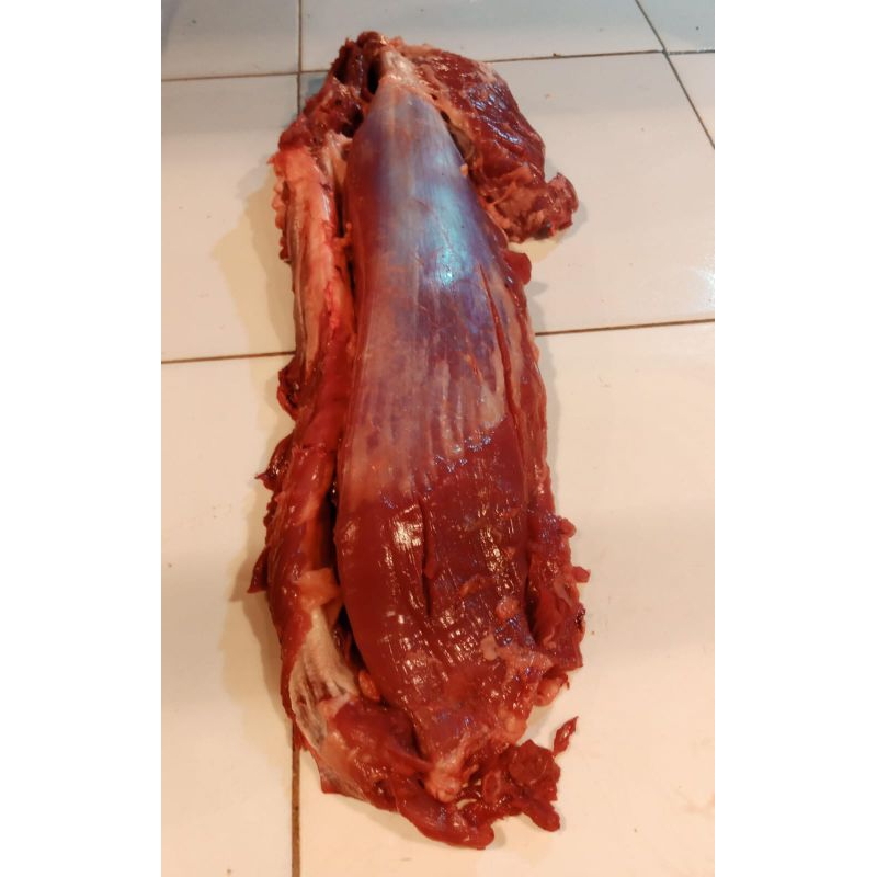 Tenderloin / Daging Sapi Segar Halal Lokal