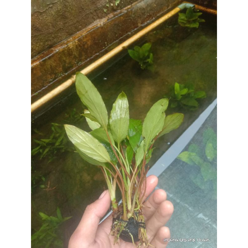 anubias sp media wabikusa aquascape