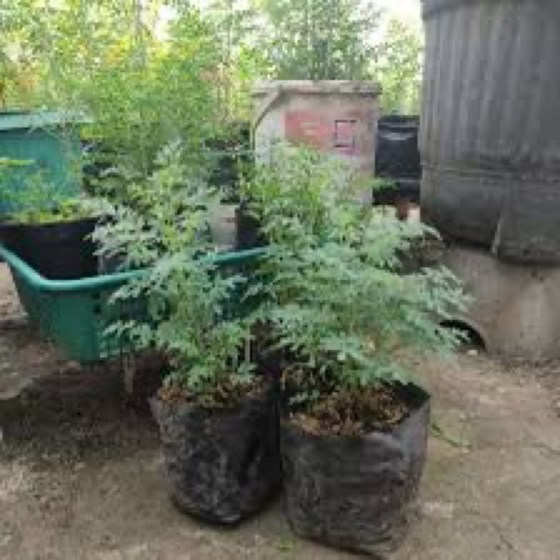 

Daun chao chao, daun cau cau. FRESH