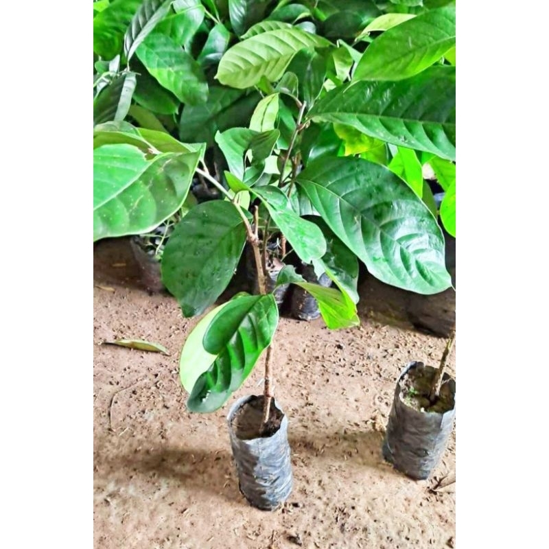 bibit duku cangkok komring tanpa biji