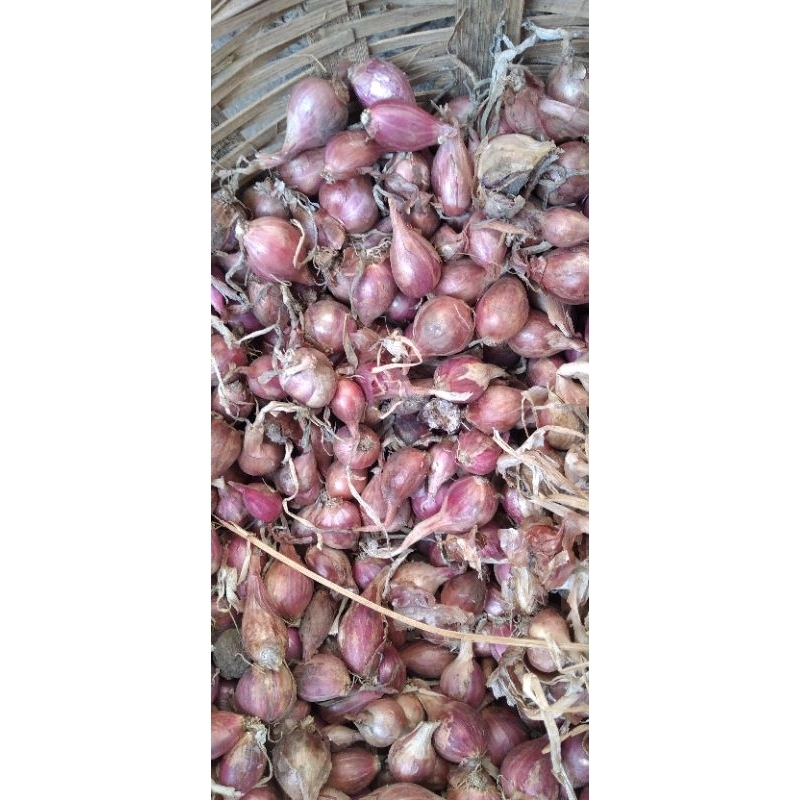 

Bawang merah 1kg