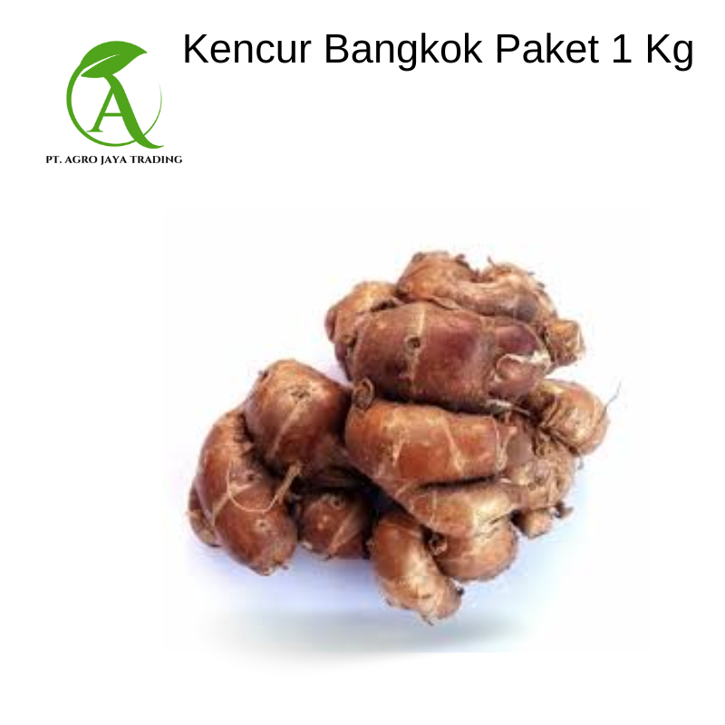 

KENCUR BANGKOK SEGAR FRESH 1KG