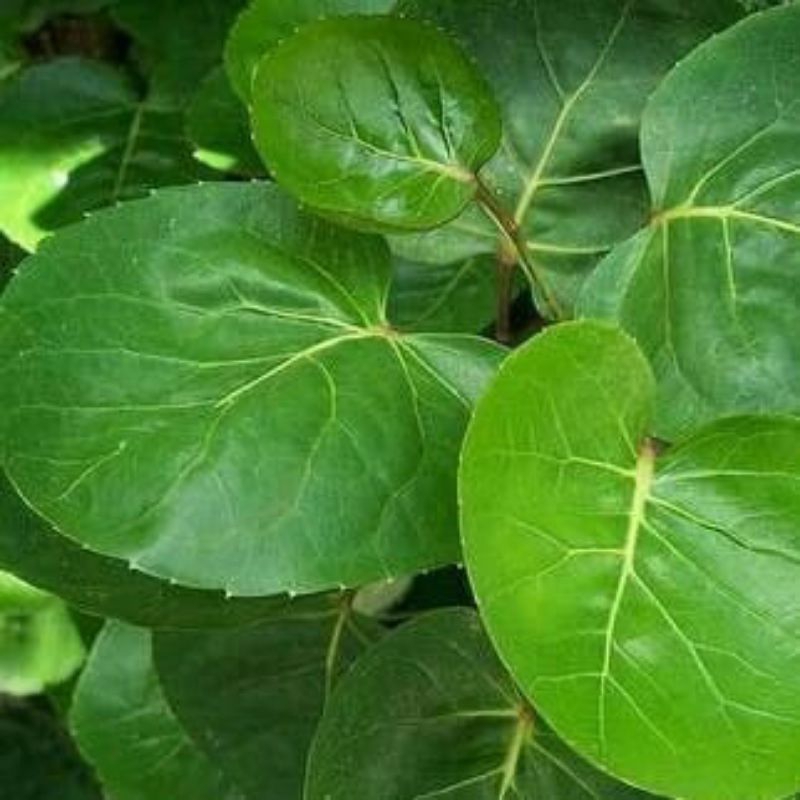 

Daun Mangkokan Segar 100 Gram,Herbal Rambut Rontok Dan Anti Botak,Dll