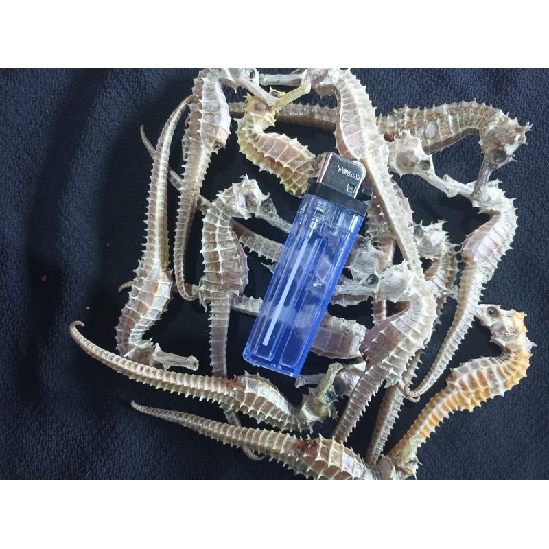 Ukuran JUMBO kuda laut kering 100% Asli laut Jawa (1pcs)