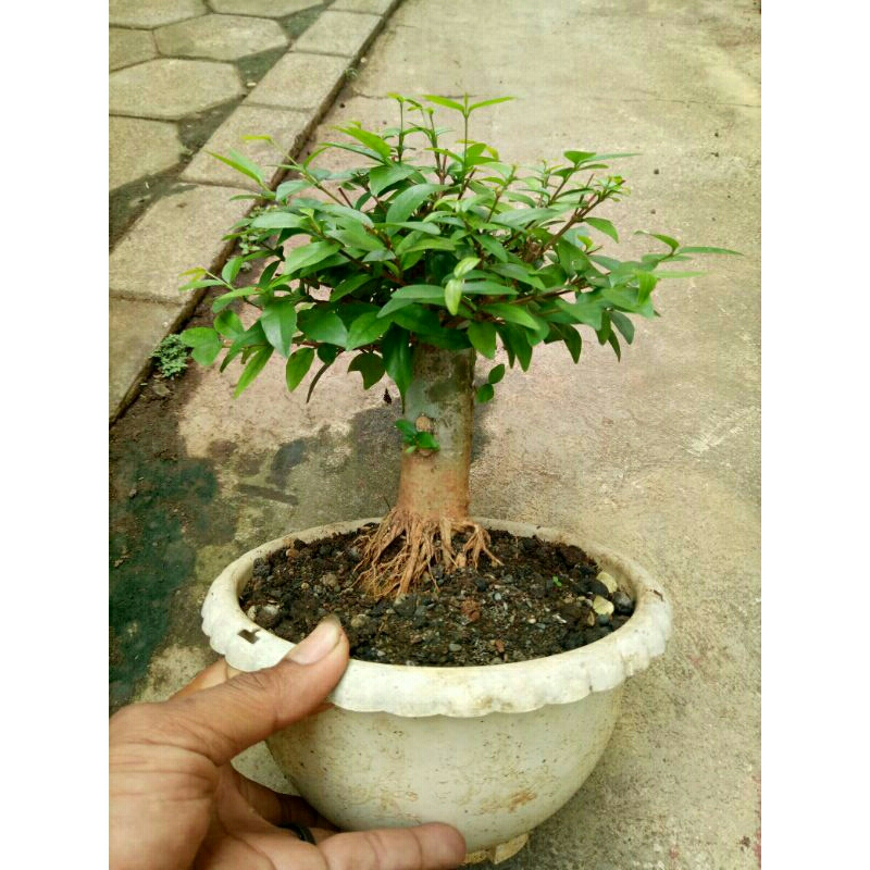bahan bonsai anting putri