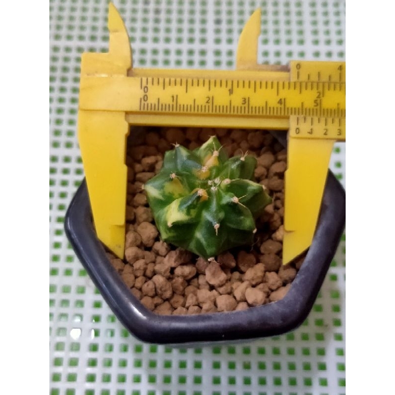 MIHA VARIGATA OWNROOT//KAKTUS//KAKTUS MURAH//KAKTUS HIAS//KAKTUS MINI//KAKTUS LUCU//GYMNOCALYCIUM//M