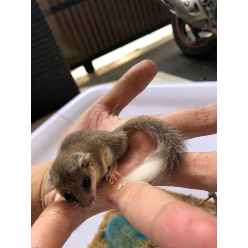 African Pygmy Dormice White (3 ekor)