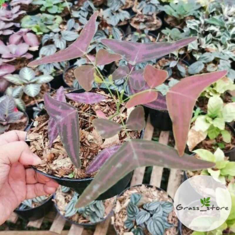 {BISA COD} tanaman kupu kupu oxalis batik merah oxalis ungu christia vespertilionis