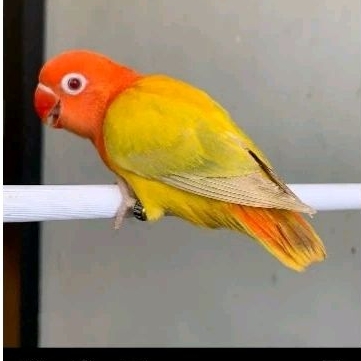 Burung Lovebrid Biola PF (Pale Fallow) Euwing Green Mata Merah