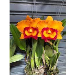 Anggrek cattleya hybrid seedling bunga besar