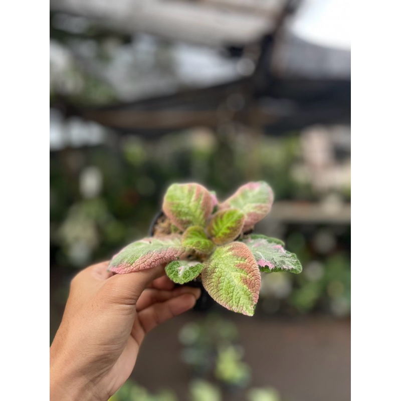 tanaman hias episcia picasso