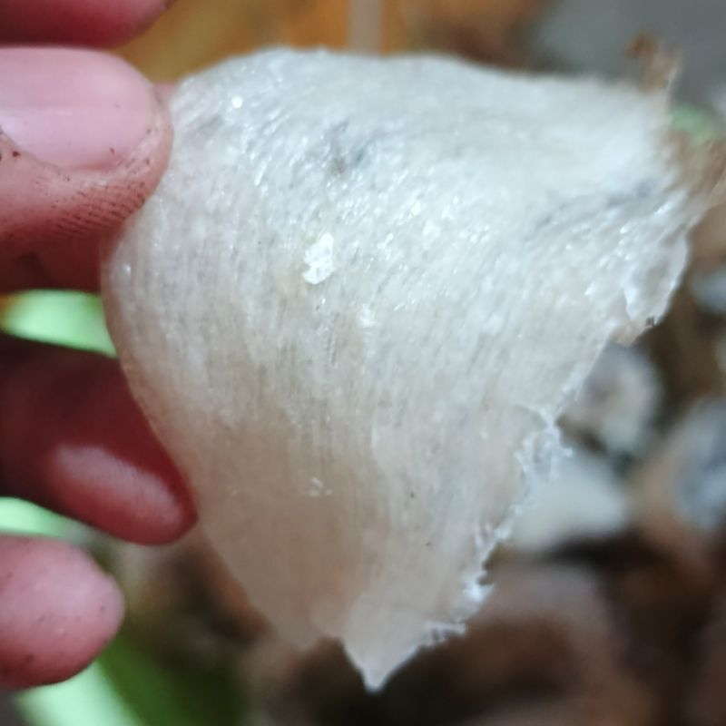 

Sarang burung walet asli 100%