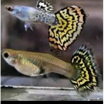 IKAN GUPPY PLATINUM YELLOW TIGER PASANGAN