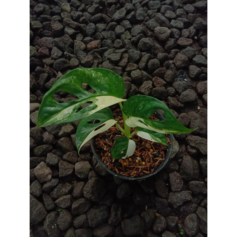 Janbol Japan Tricolor Real pict