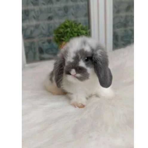 FUZZY LOP FL FUZZY LOOP FUZI LOP FUZI LOOP-1