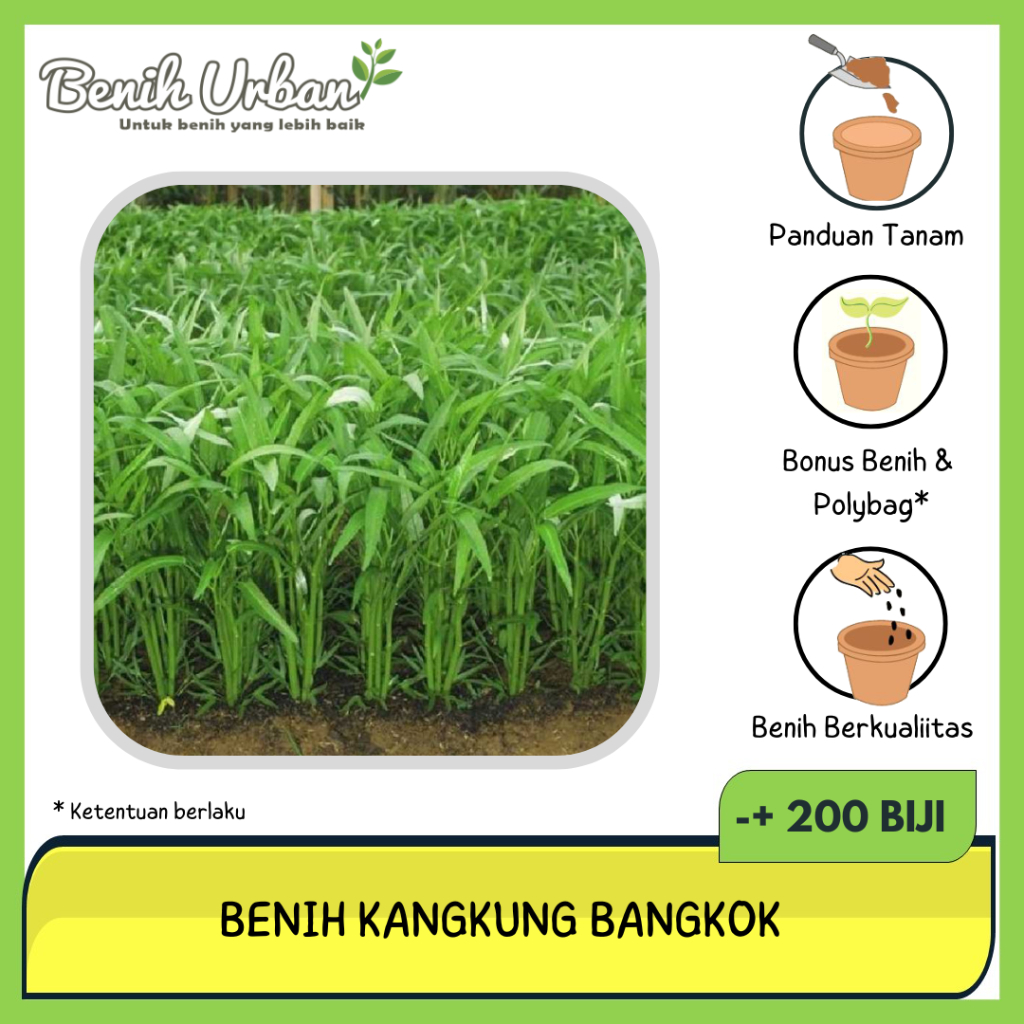 200 Biji Benih Kangkung Bibit Kangkung Hidroponik