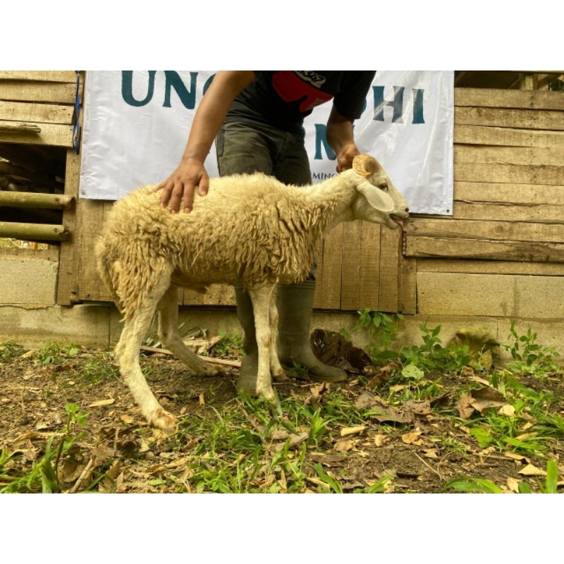 

Hewan Domba Kambing Qurban Kelas D