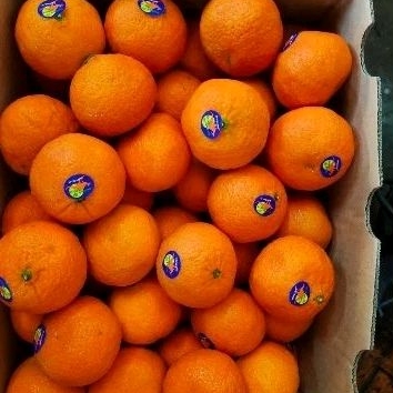 

BUAH JERUK FREMONT AUSTRALIA MANIS SEGAR BOX -+8 KG