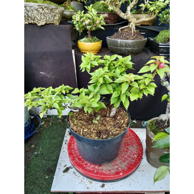 bonsai bugenvil singapor