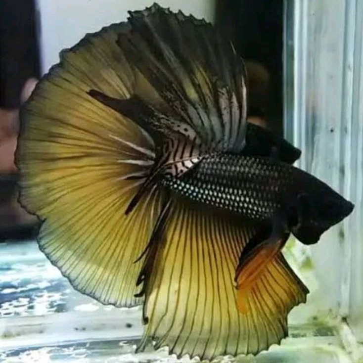 Cupang Hm Rosetaile Warna Kuning Cooper Ukuran L+ Sudah Full Block