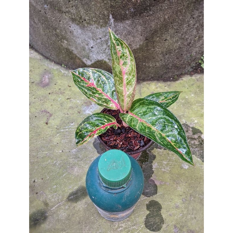 Aglonema Jatayu | real pict