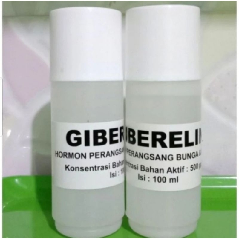 hormon tanaman giberelin