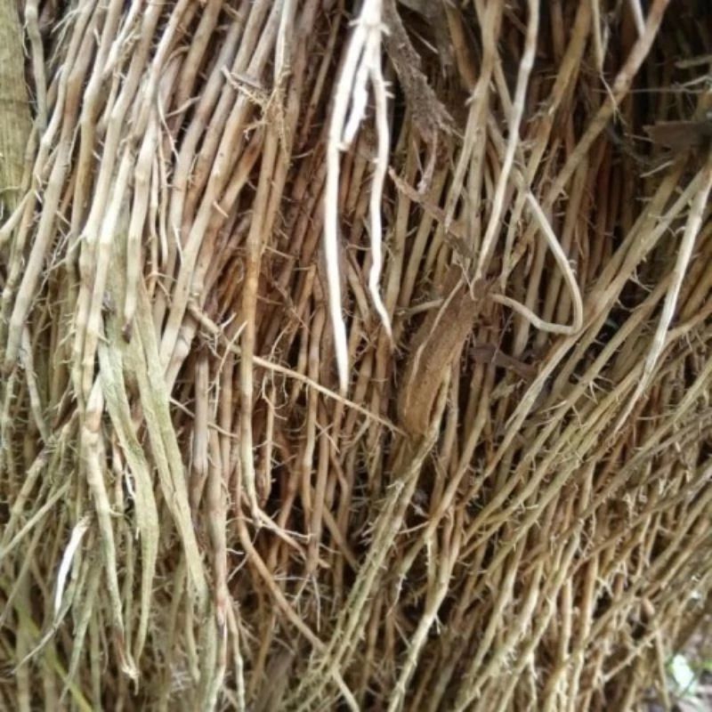 

akar bambu segar 500g