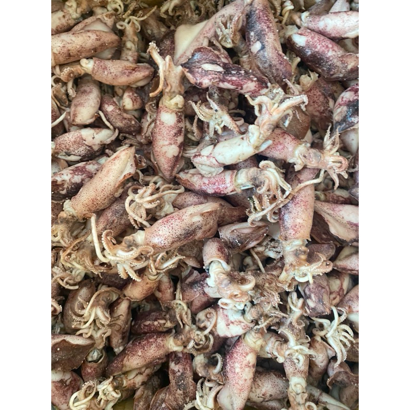 

REAL PICT 500gr CUMI gendut BK REBUS TERBARU FULL EMPUK semi kering TIDAK ALOT| samudera ikan asinn cumi asin kering super 1kg