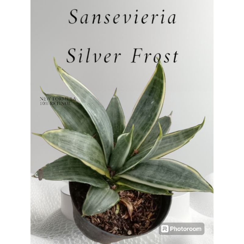 Sansevieria Silver Frost