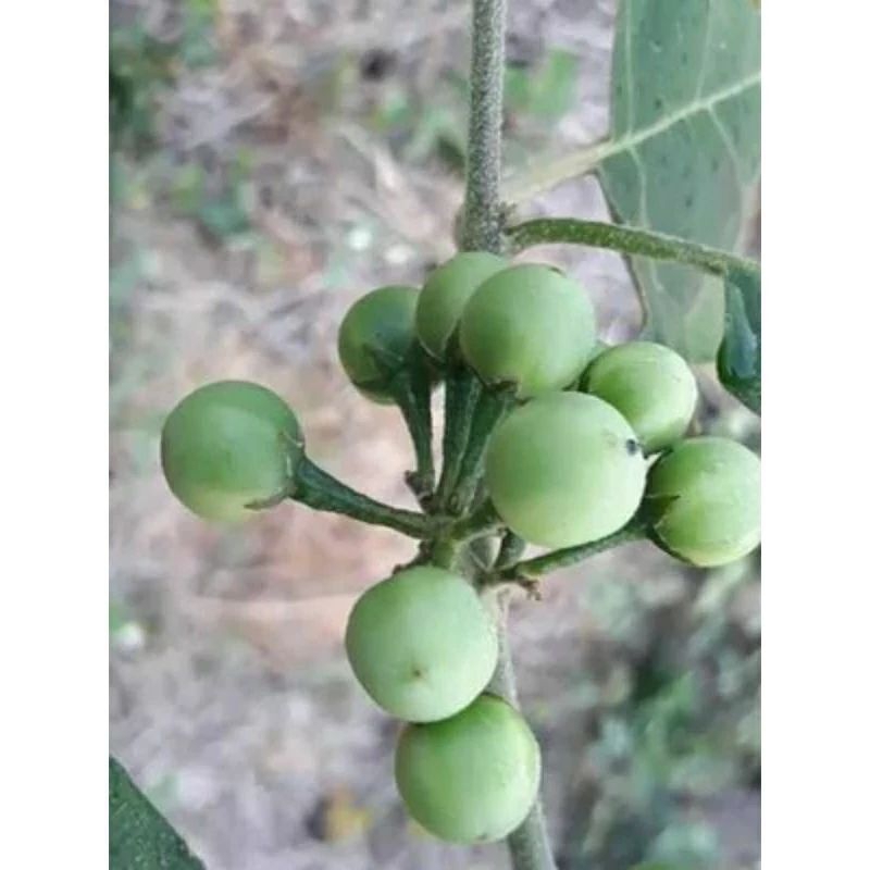 

terong CEMPOKAK/ POKAK 100g