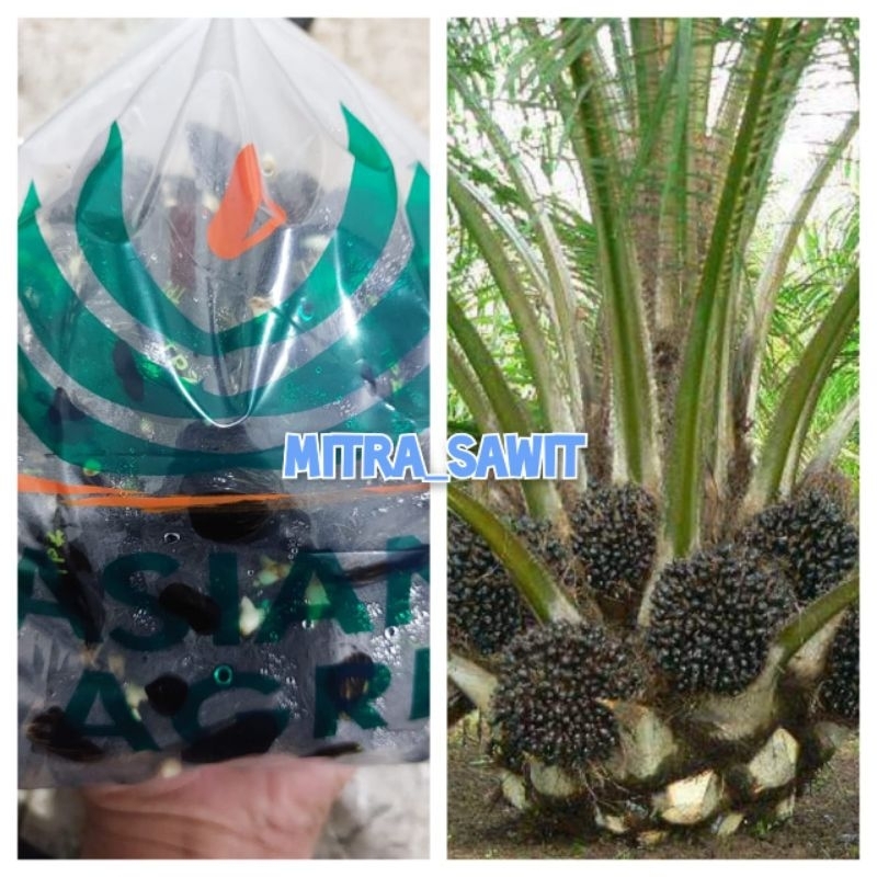 bibit kecambah topaz