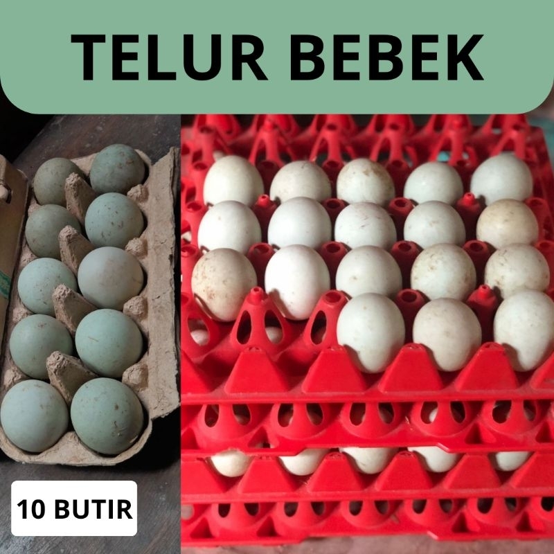 

TELUR BEBEK SEGAR MENTAH