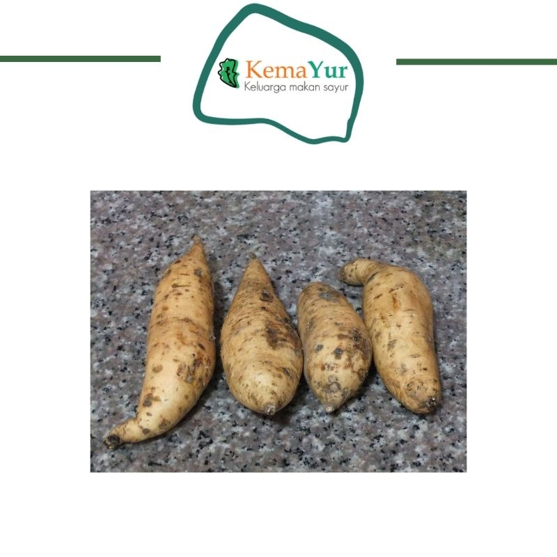 

UBI CILEMBU 1KG OVEN PEMESANAN H-1 WAJIB