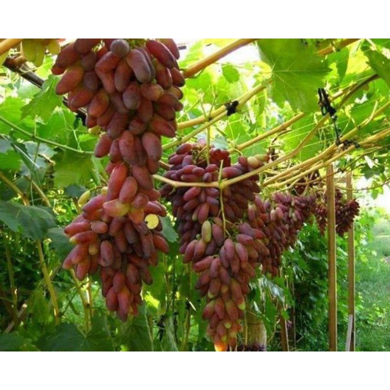 

bibit buah anggur import mondrop
