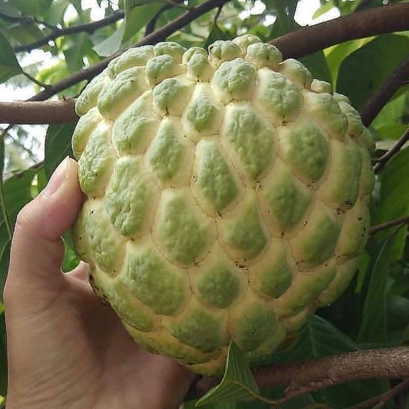 bibit buah srikaya madu manis berbunga
