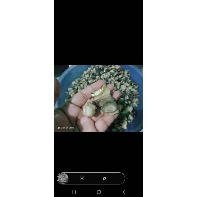 

daging keong bersih tinggal masak