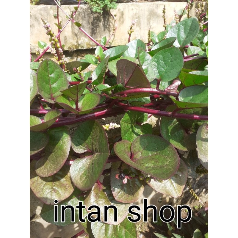 

daun binahong merah 25 lmbar