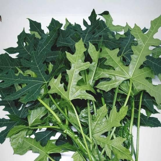 DAUN PEPAYA JEPANG/TANAMAN ECOPRINT/DAUN UNTUK ECOPRINT/ /DAUN ECOPRINT/TANAMAN ECOPRINT/DAUN STEAM 