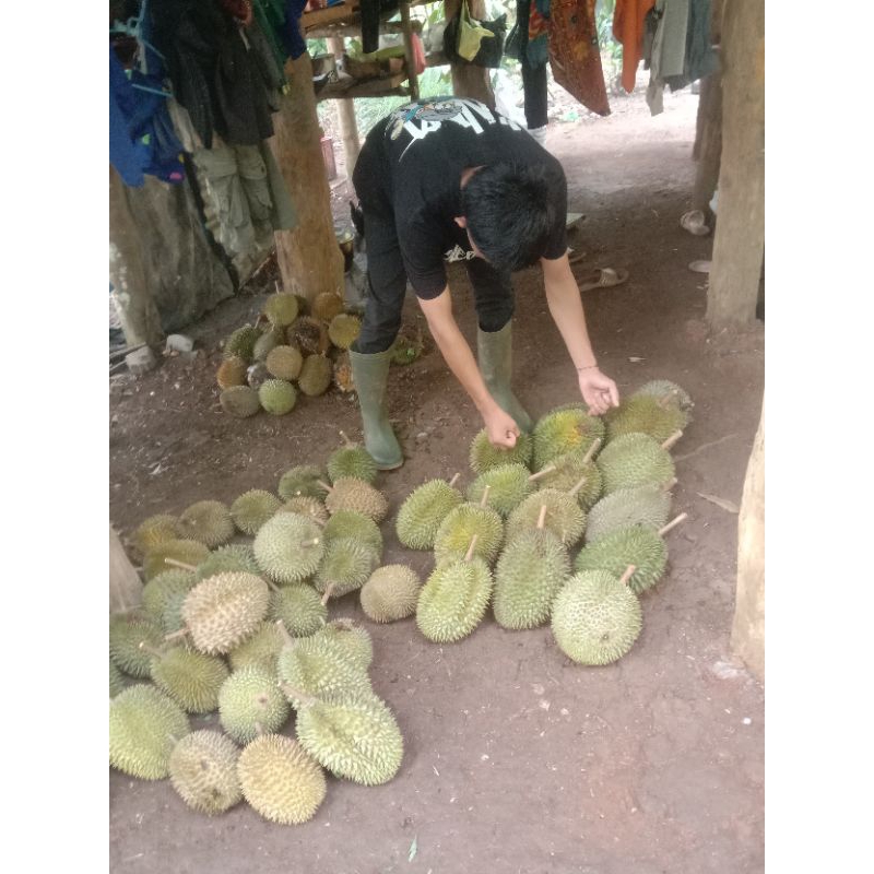 

duren